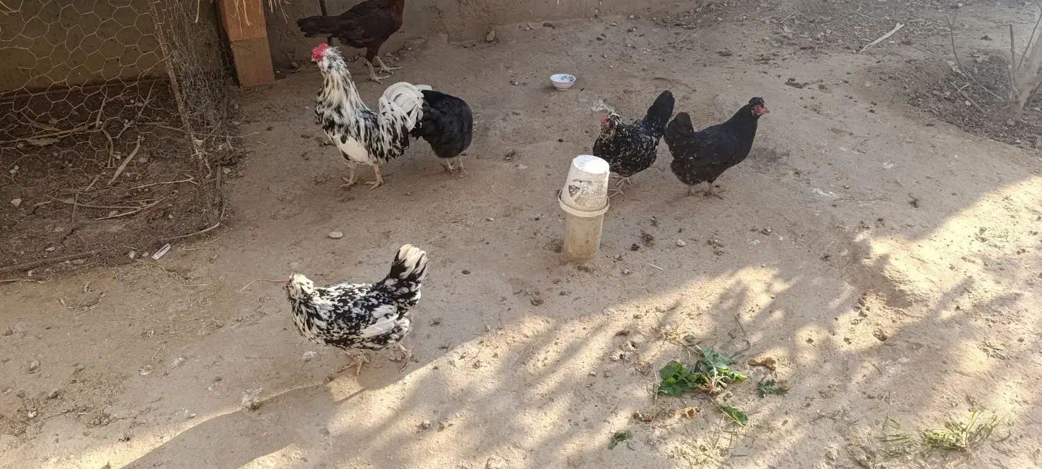 تخم مرغ گلین|حیوانات مزرعه|کلاله, |دیوار