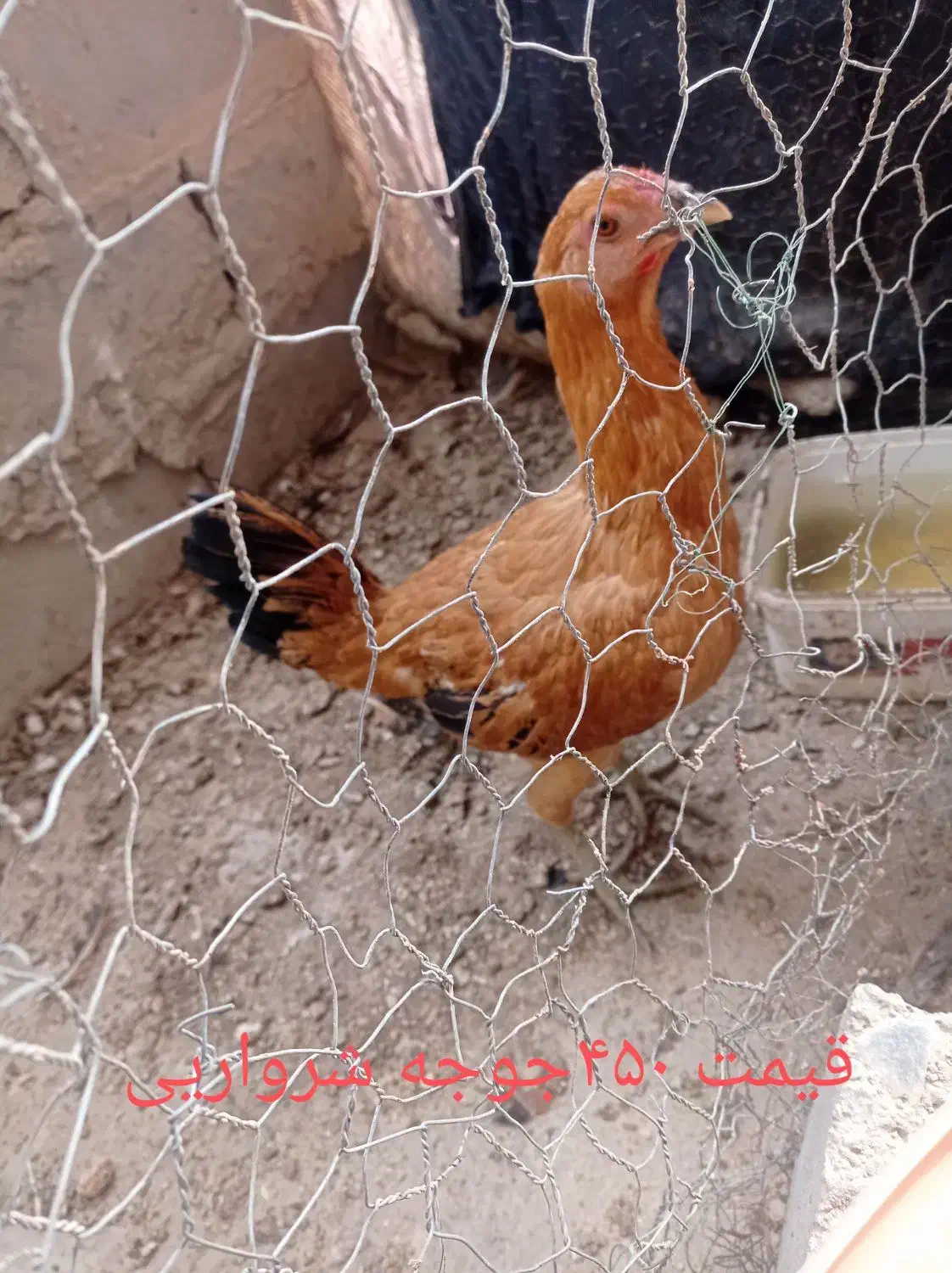 جوجه شروایی|حیوانات مزرعه|هامون, |دیوار