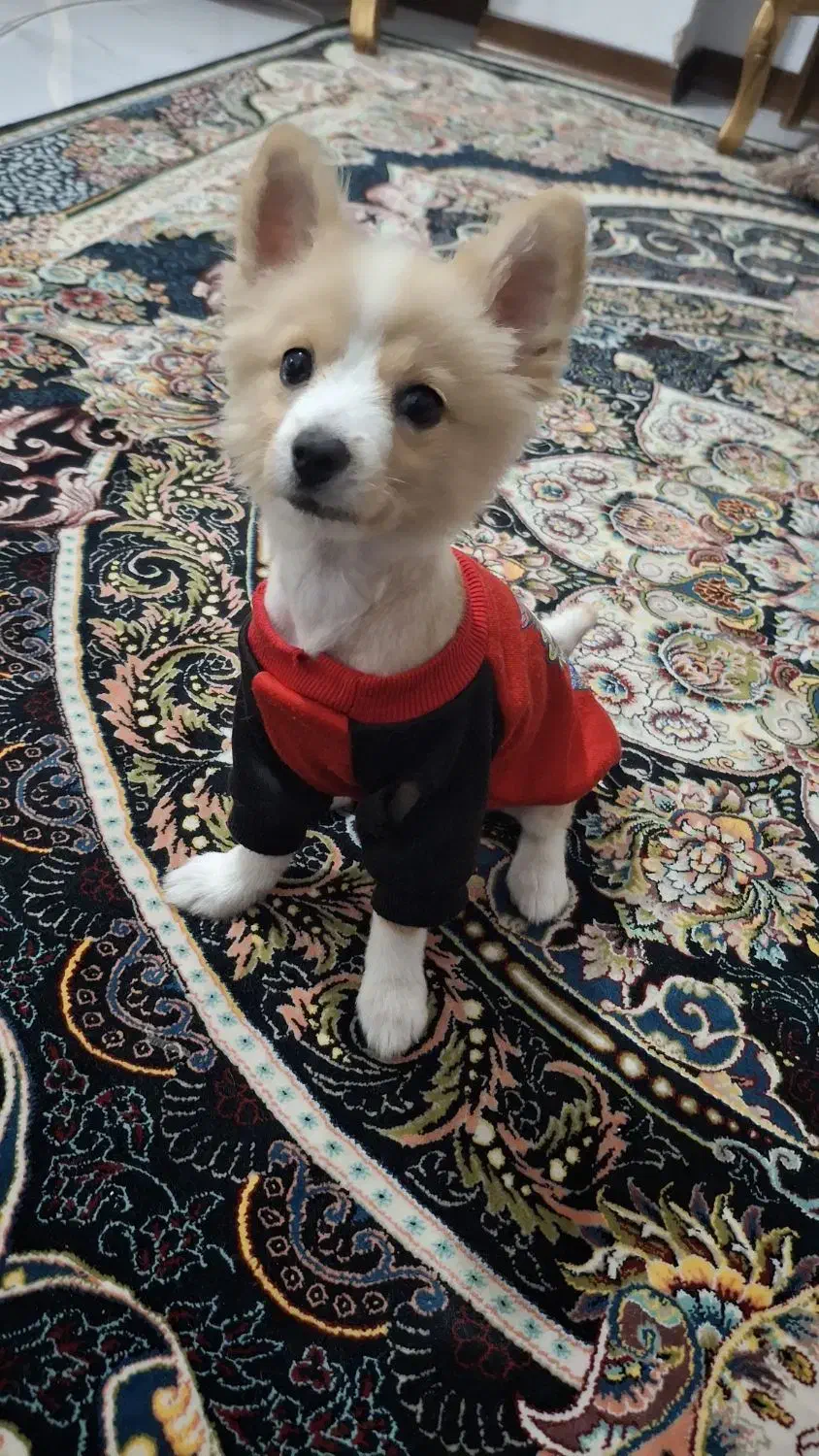 پامر روباهی|سگ|برخوار, |دیوار