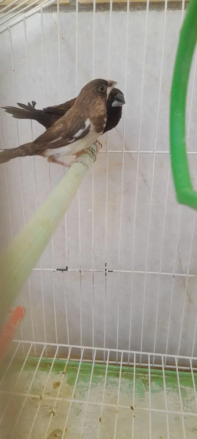 فنچ بنگالی|پرنده|جهرم, |دیوار