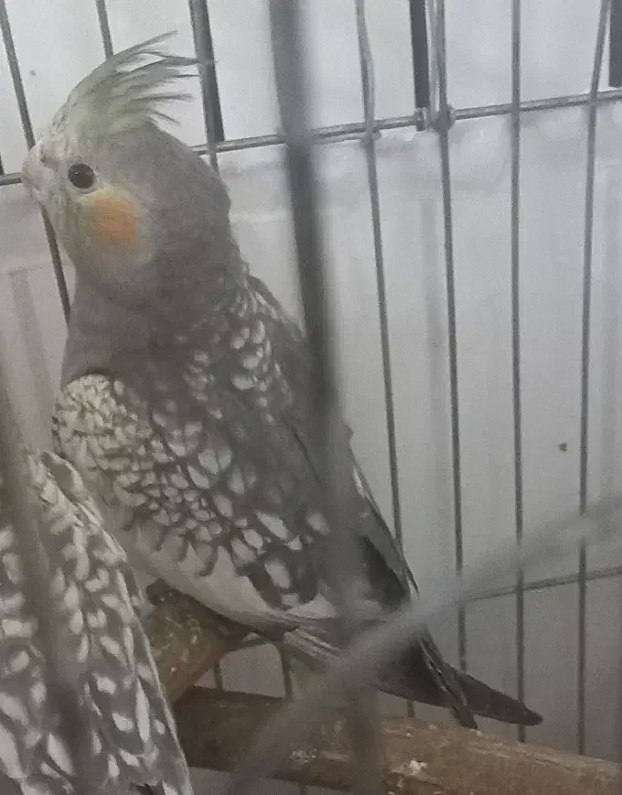 عروس هلندی|پرنده|کهریزک, |دیوار