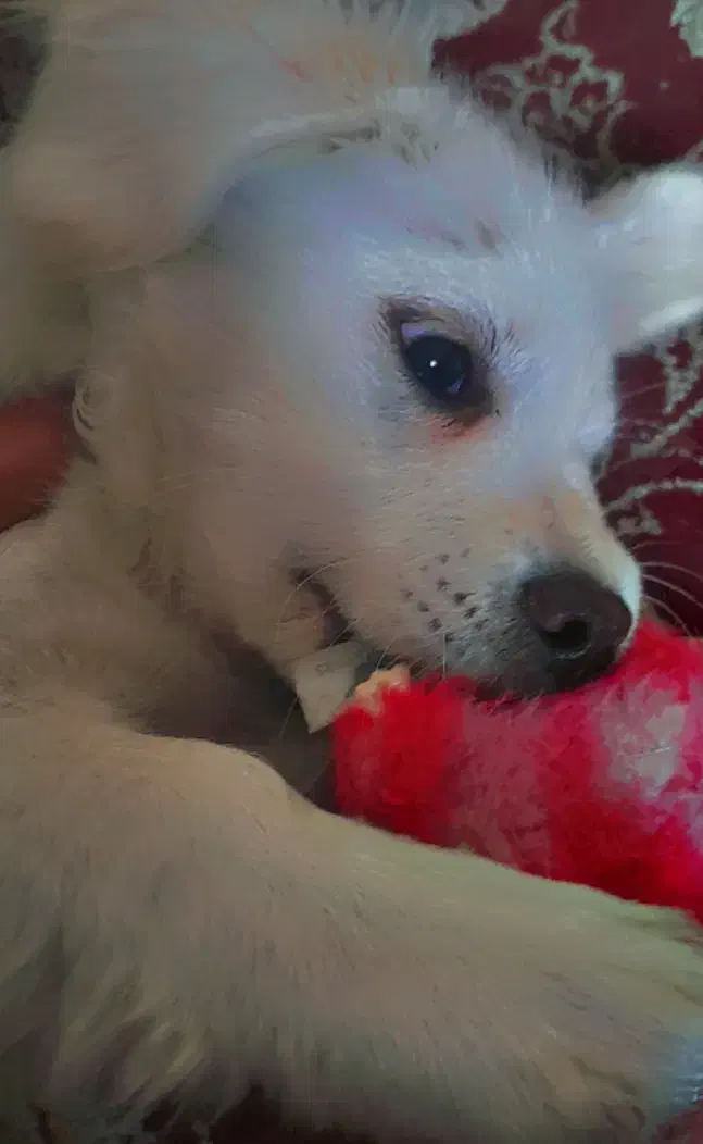 سگ اشتپیز باهوش|سگ|اصفهان, حصه جنوبی|دیوار