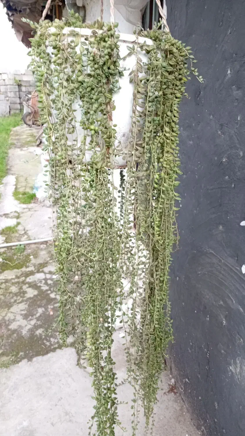 گلها و گیاهان خانگی|گل و گیاه طبیعی|لشت نشا, |دیوار