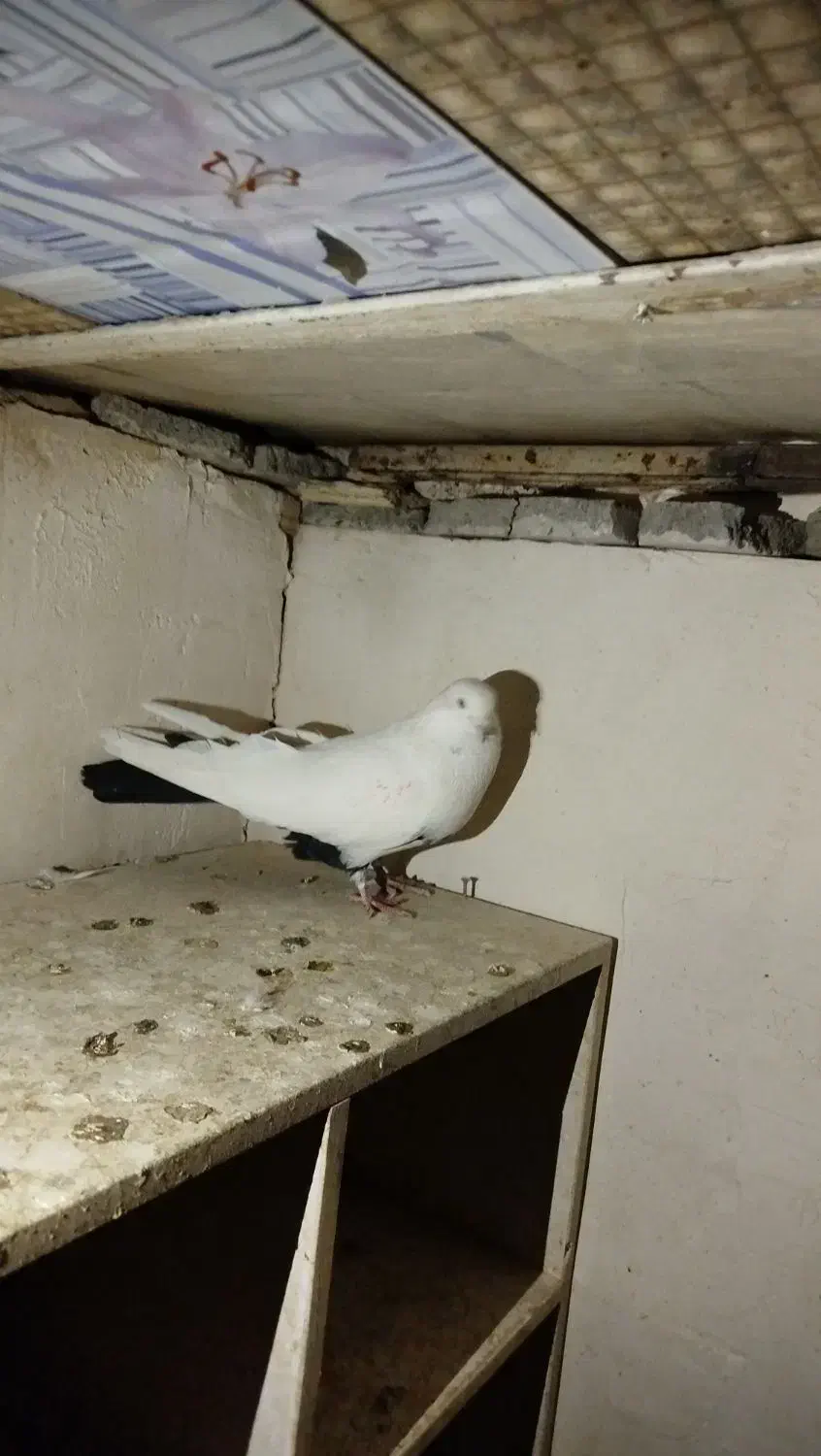 کبوتر دمبی|پرنده|سنندج, |دیوار