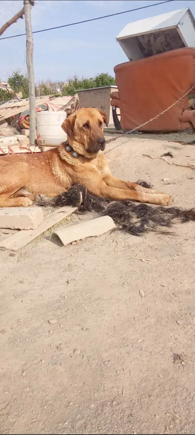 سگ پژدر|سگ|بیجار, |دیوار