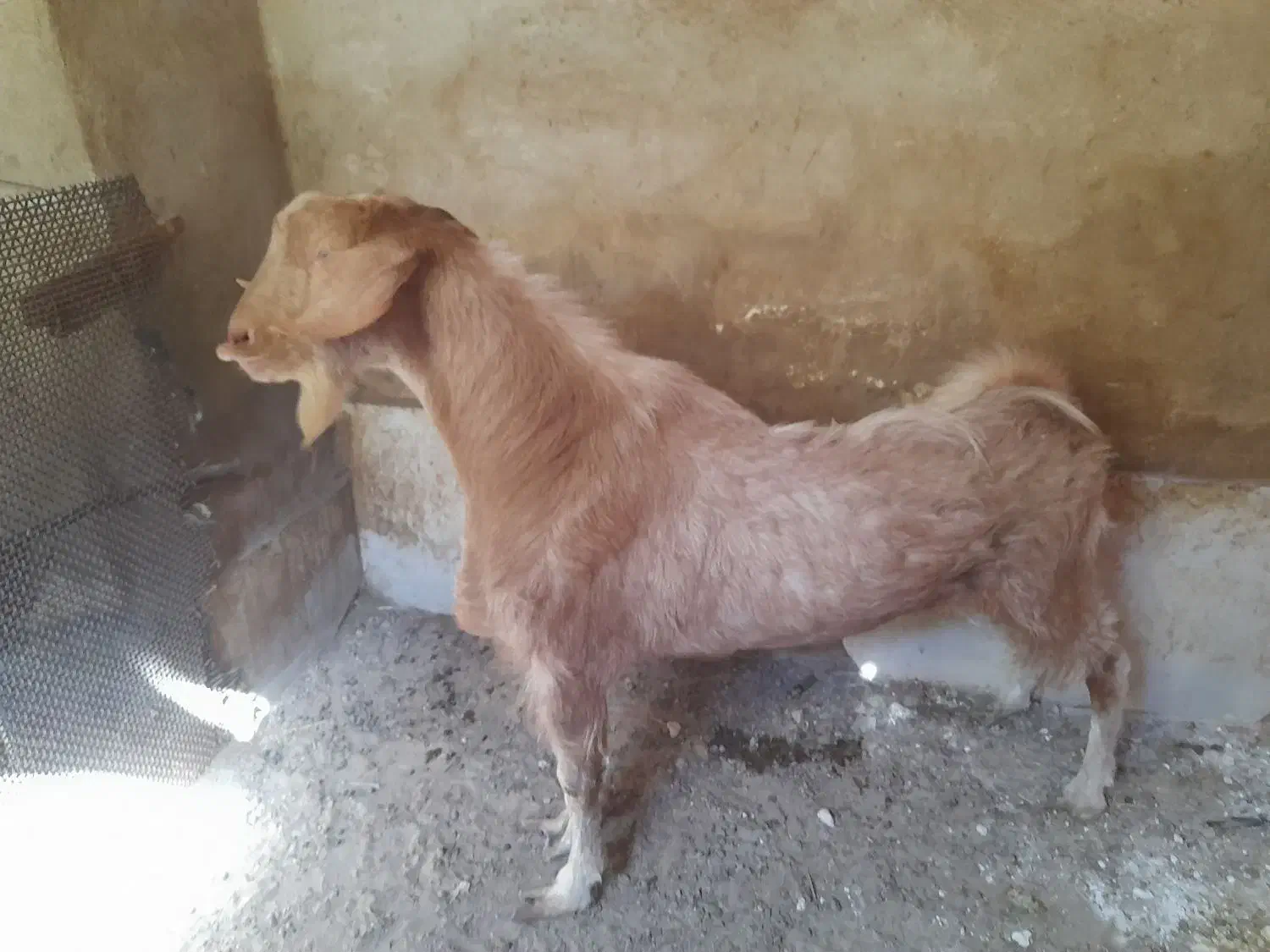 کره مهریز|حیوانات مزرعه|مهریز, |دیوار