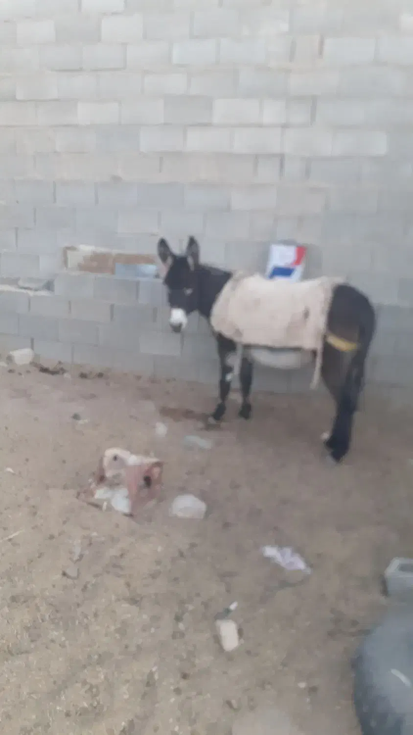 فروش الاغ ماده گله ای جوون|حیوانات مزرعه|خرم بید, |دیوار