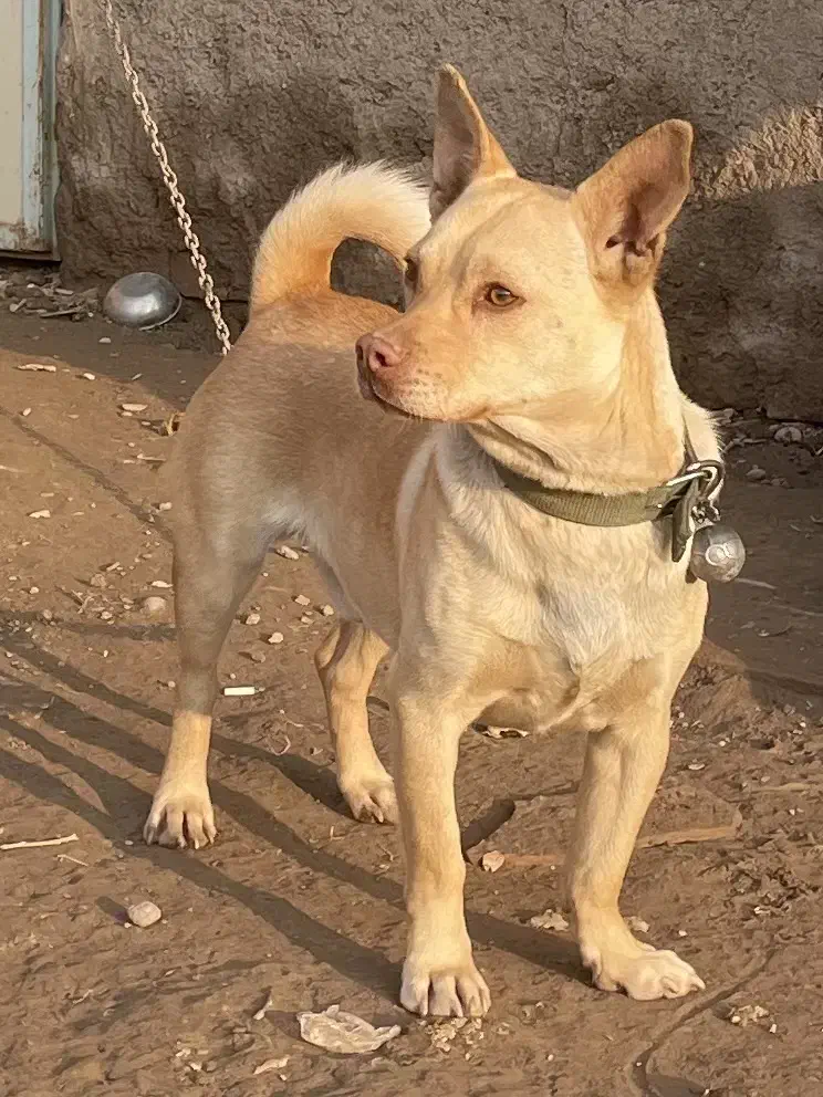 سگ گمشده|حیوانات|نیشابور, مازول|دیوار