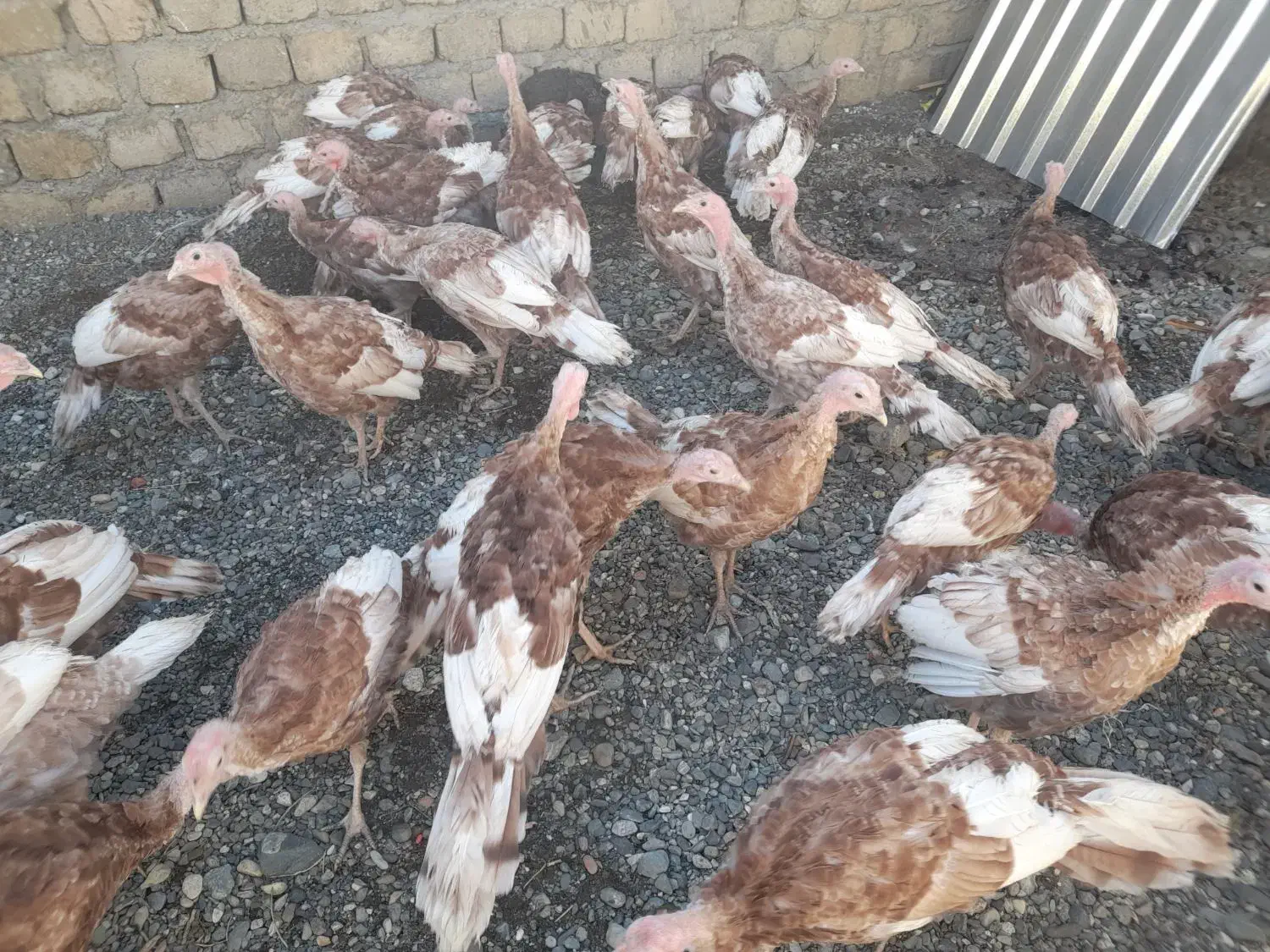 بوقلمون بوربون قرمز گوشتی|حیوانات مزرعه|نالوس, |دیوار