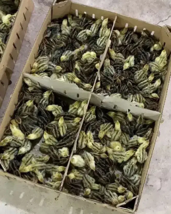 جوجه بلدرچین یک روزه|عمدهفروشی|حمیدیا, |دیوار