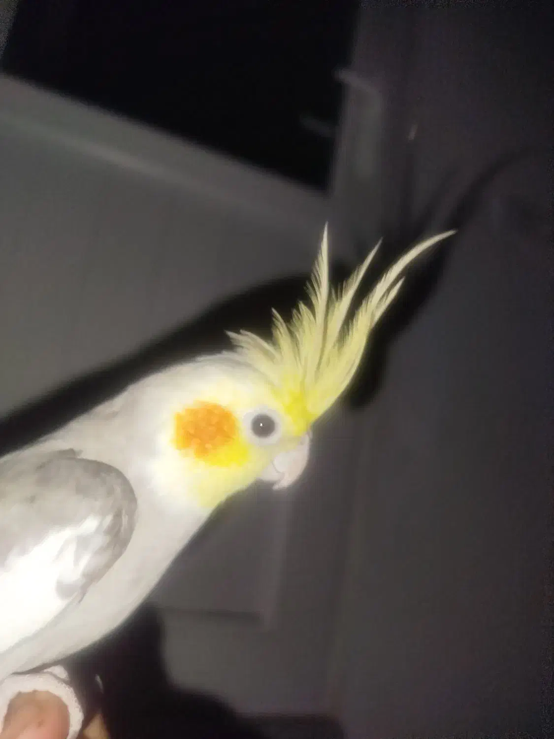 عروس|حیوانات|دهگلان, |دیوار