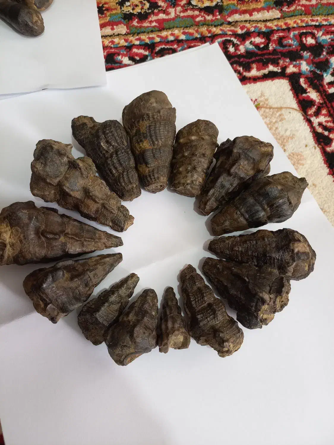 فروش ۱۴ عدد عرج (فسیل) زیبا|کلکسیون اشیاء عتیقه|خرم‌آباد, |دیوار