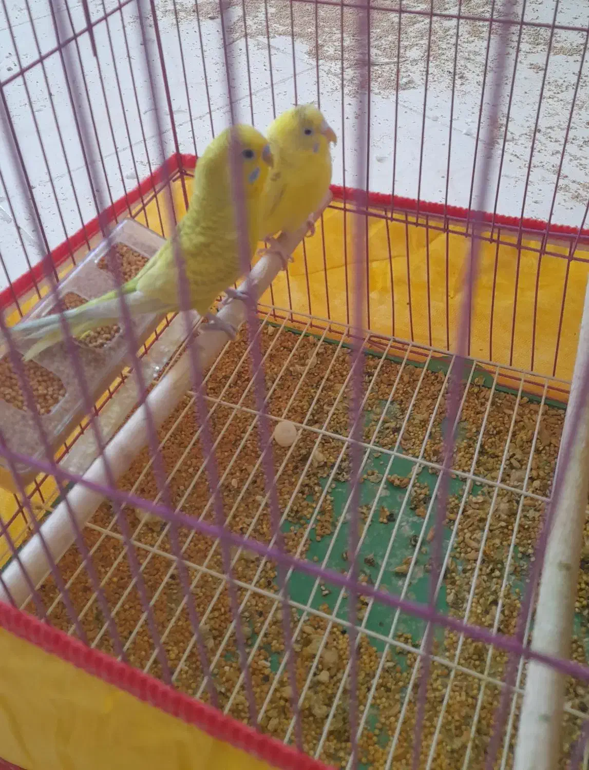 مرغ عشق|پرنده|بندر دیر, |دیوار