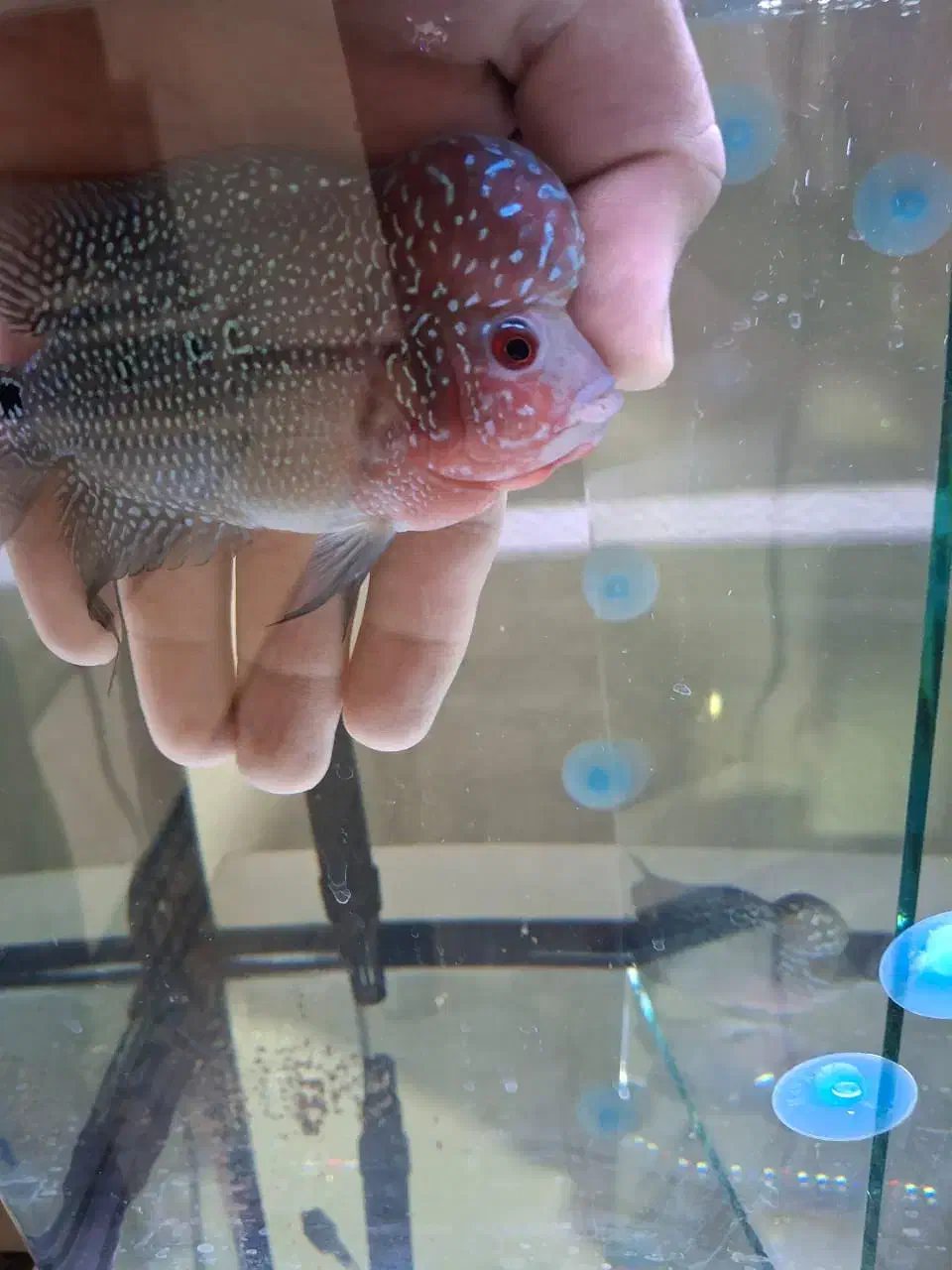 ماهی فلاور|ماهی|شاهین‌شهر, شهرک گلدیس|دیوار