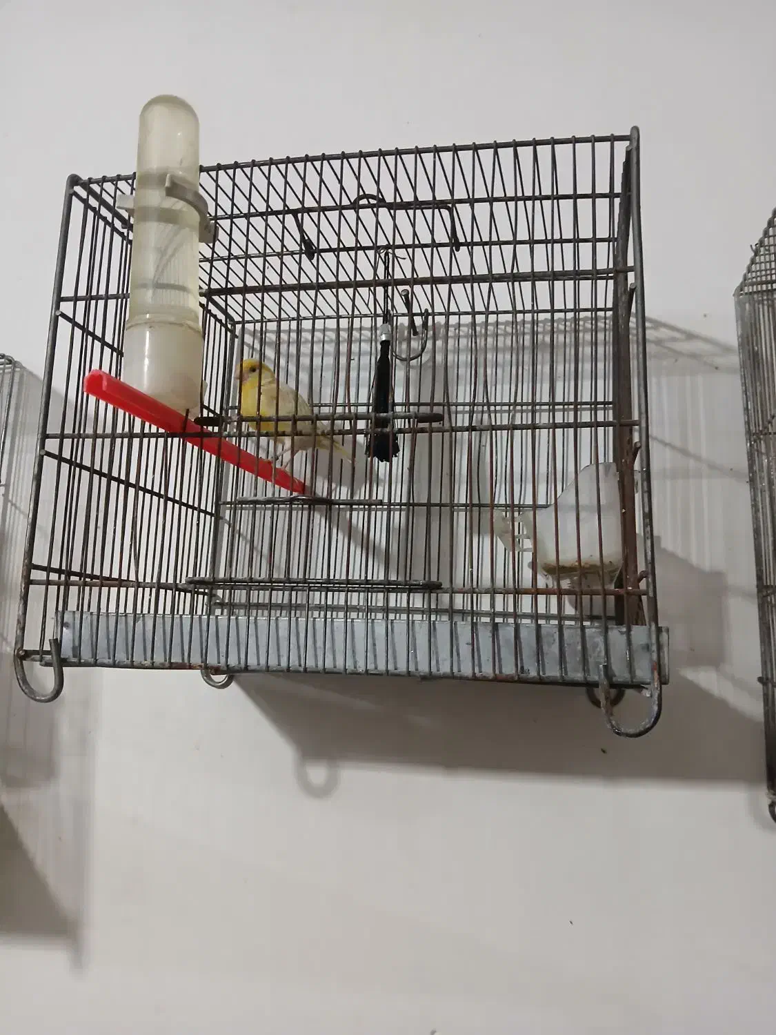 پرنده|پرنده|اسدآباد, |دیوار