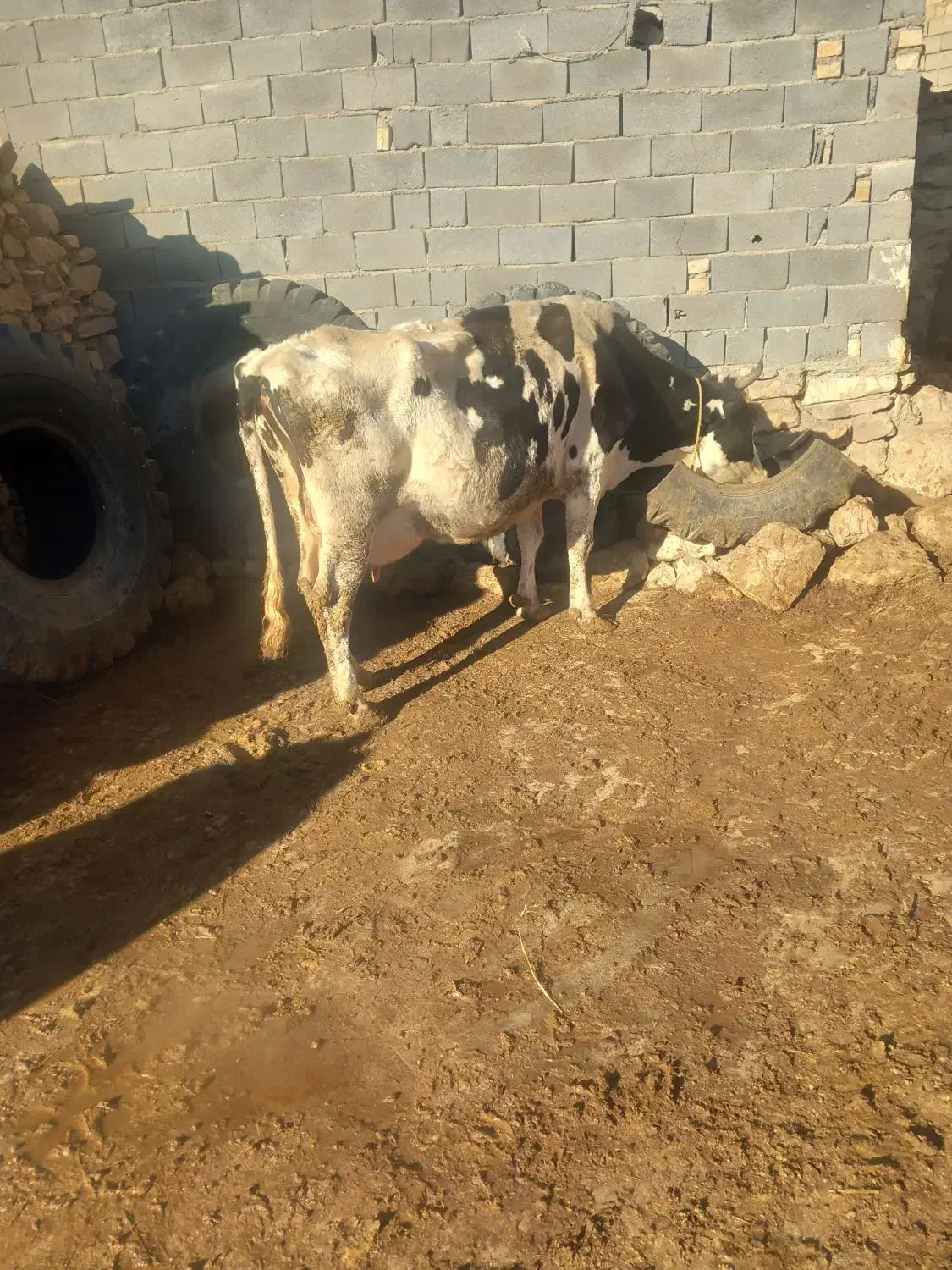 گاو|حیوانات مزرعه|بجنورد, |دیوار