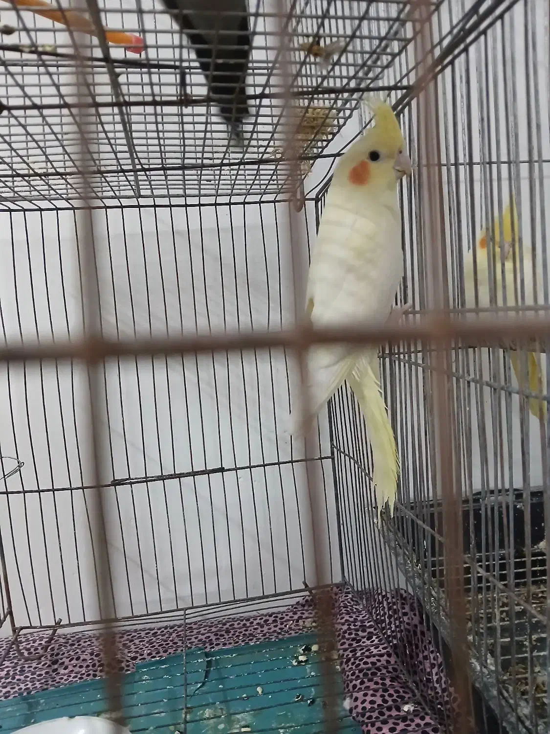 جوجه عروس|پرنده|اسلام‌شهر, مظفریه|دیوار