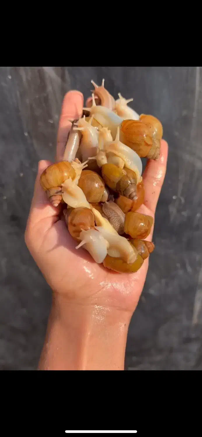 خزنده حلزونهای آچاتینا در انواع سایزها|خزنده|کرمان, |دیوار