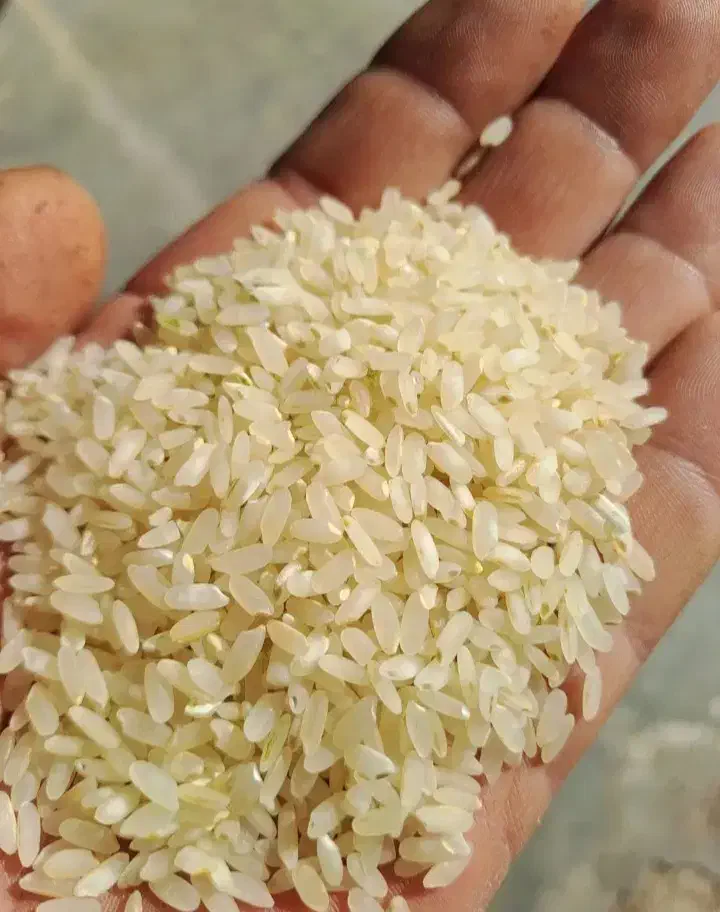 برنج ونیم دانه درجه یک کامفیروزی|خوردنی و آشامیدنی|بندر گناوه, |دیوار