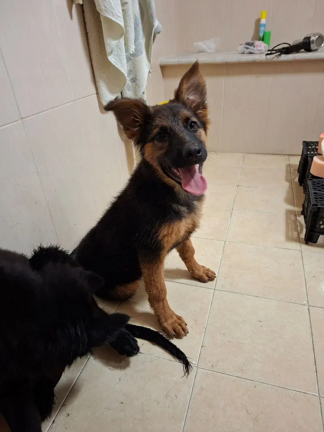 سگ ژرمن|سگ|کاشان, شهرک فرهنگیان|دیوار