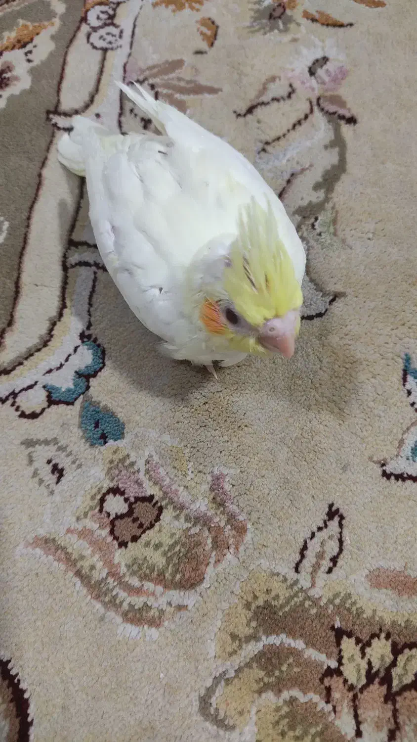 فروش جوجه عروس هلندی لوتینو|پرنده|شیراز, کوشک میدان|دیوار