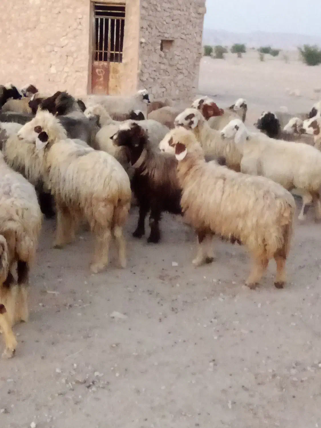 57 راس میش ترکی بختیاری بره دار و آبستن گلون گرم|حیوانات مزرعه|کازرون, |دیوار