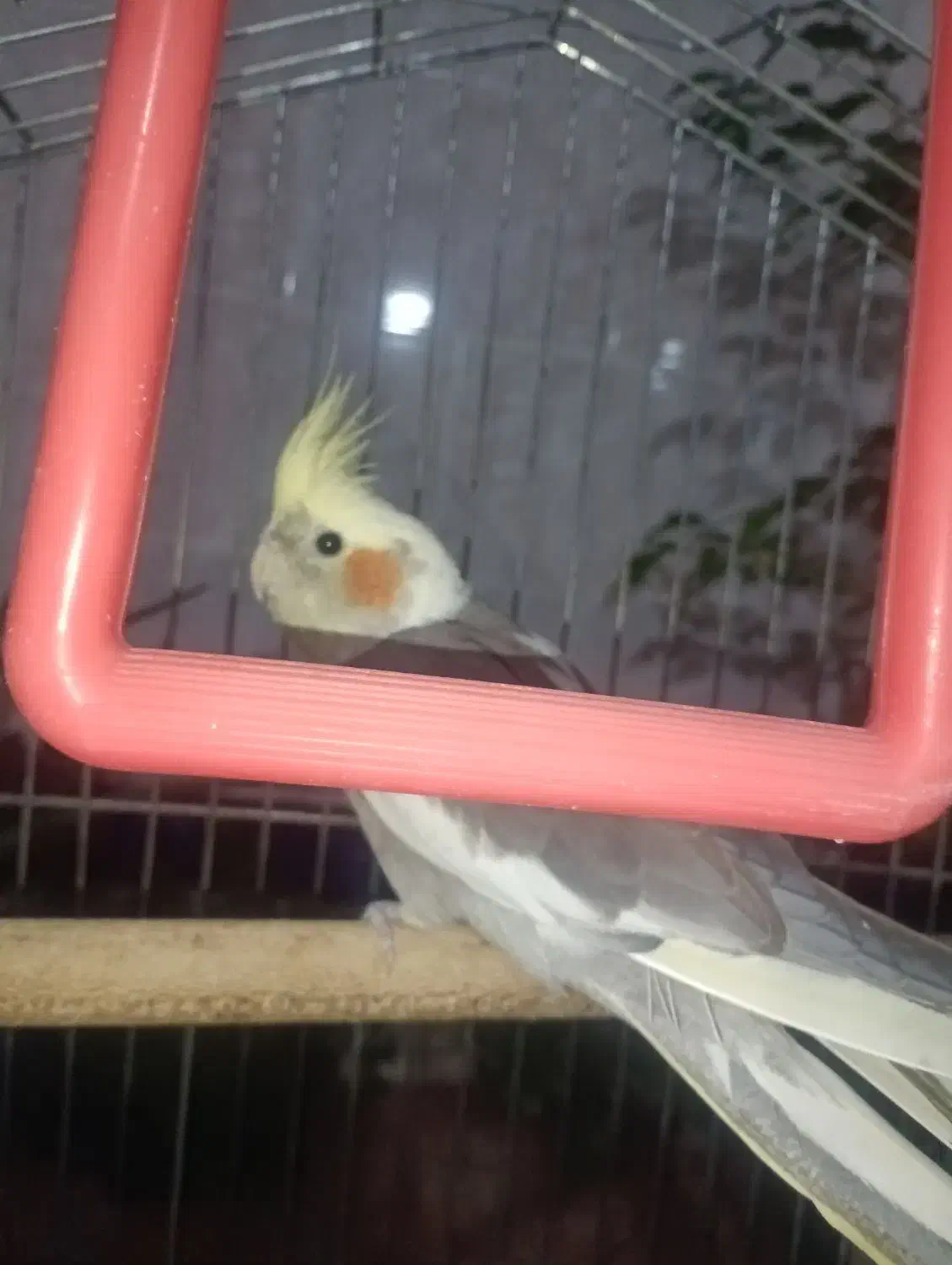 عروس هلندی|پرنده|خرمآباد, |دیوار