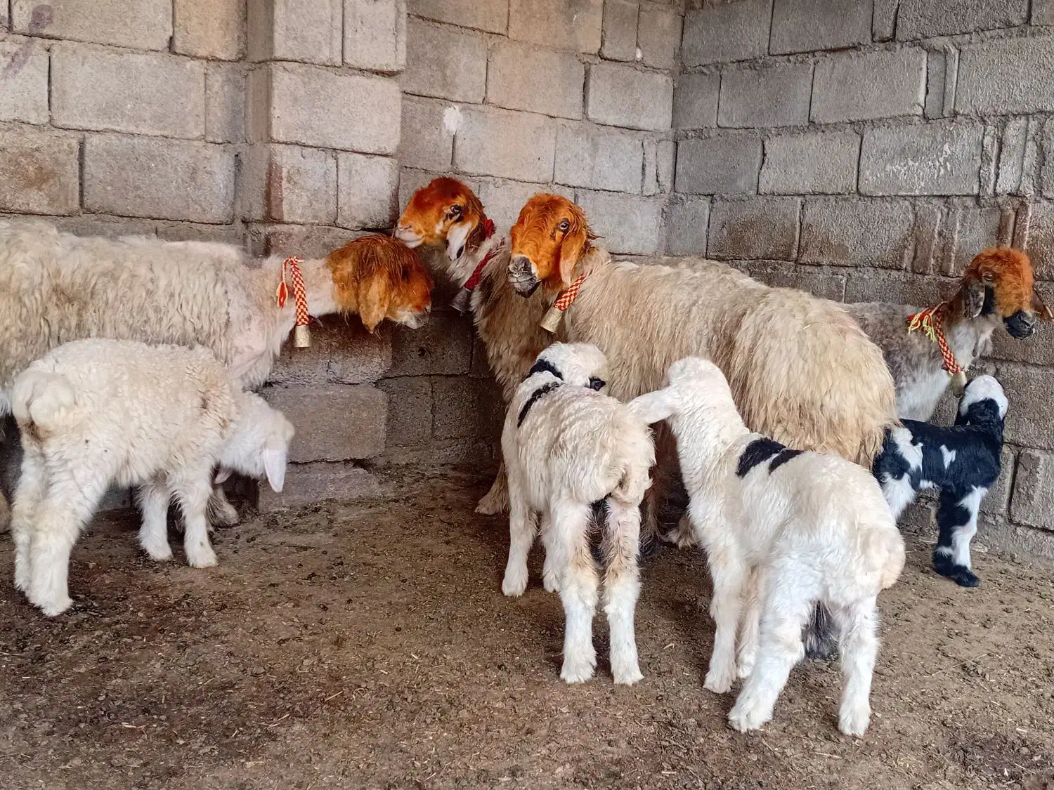 میش زاییده|حیوانات مزرعه|شوشتر, |دیوار