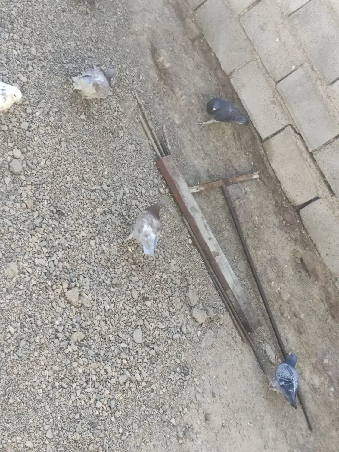 تعدادی کبوتر بفروش میرسد|پرنده|هامون, |دیوار