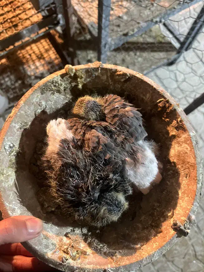 کفتر سرور دم سفید گمشده|حیوانات|کرج, گلشهر|دیوار