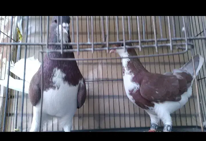 کبوتر نروماده خوشرنگ چپ افشون دم سفید|پرنده|لنجان, |دیوار