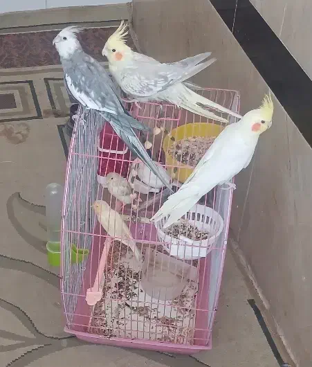 عروس هلندی|پرنده|مریوان, |دیوار