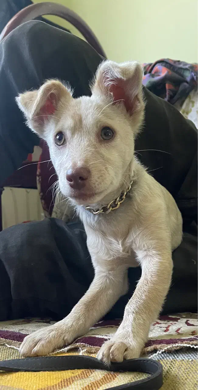 گمشده|حیوانات|بندر گز, |دیوار