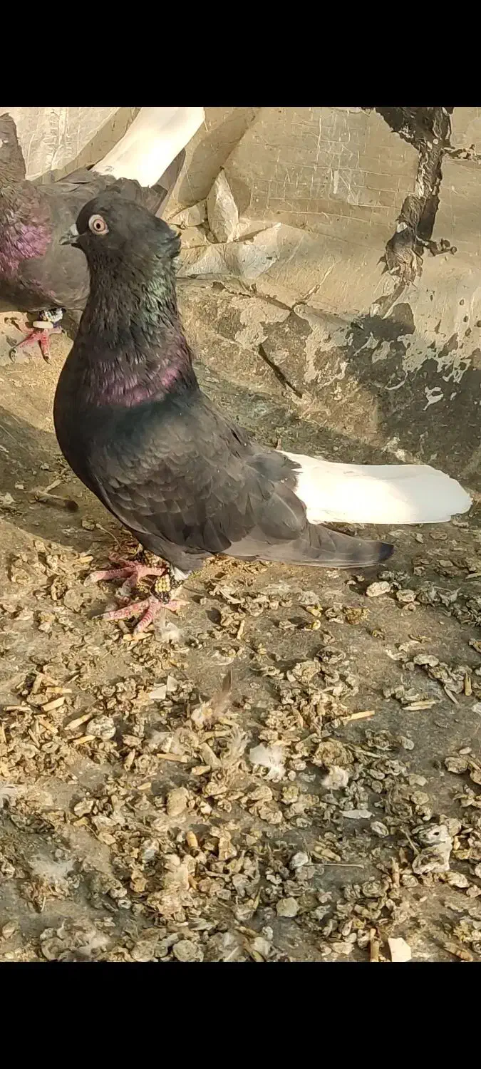 اشعل|پرنده|باوی, |دیوار