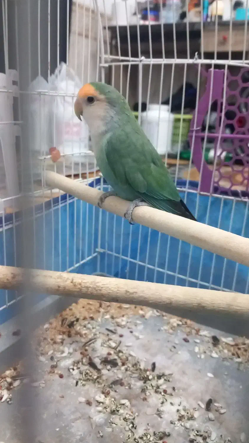 کوتوله برزیلی|پرنده|نی‌ریز, |دیوار