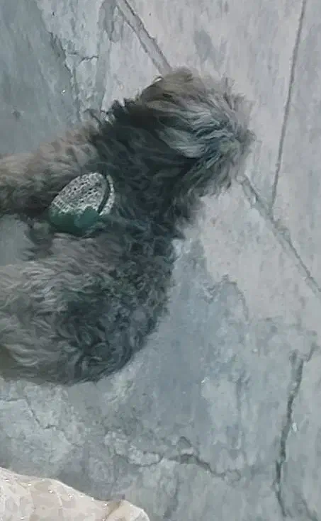 یک سگ پشمالوی گمشده امروزعصر ساعت ۱۹|سگ|نوشهر, |دیوار