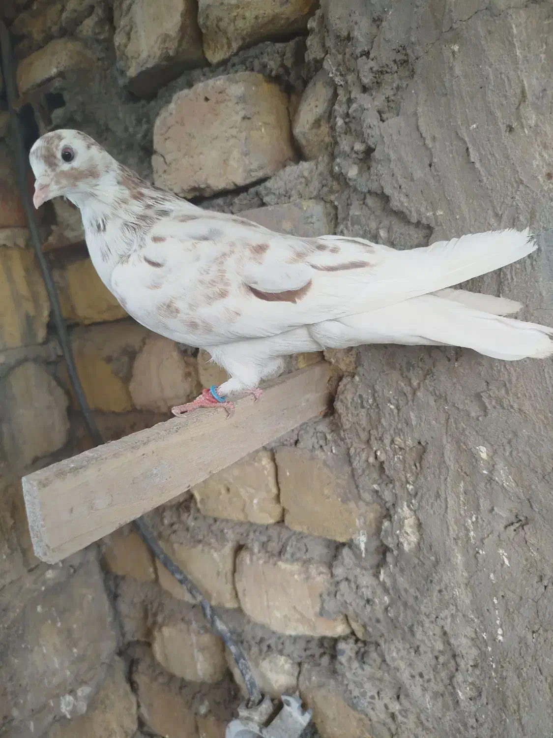 کفتر پرشی شمرونی|پرنده|اصفهان, کشاورزی|دیوار