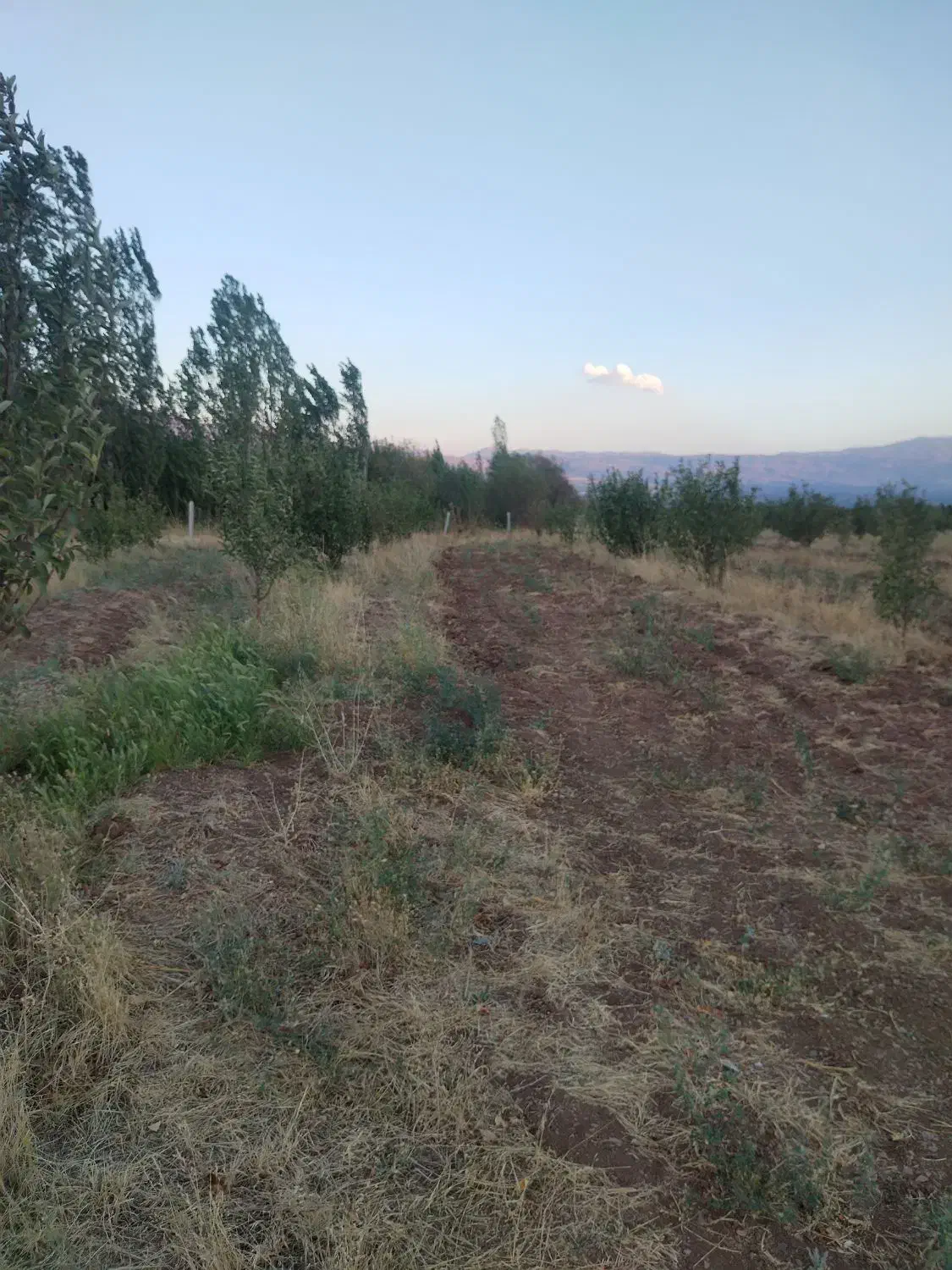 باغ سیب مرگور روستای گارانه و سه گرکان 6500 متر|فروش دفتر صنعتی، کشاورزی، تجاری|ارومیه, |دیوار