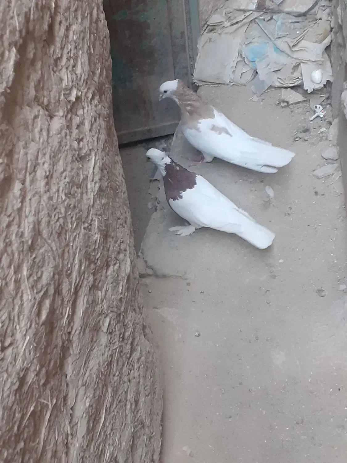 کبوترطوقی|پرنده|خاش, |دیوار