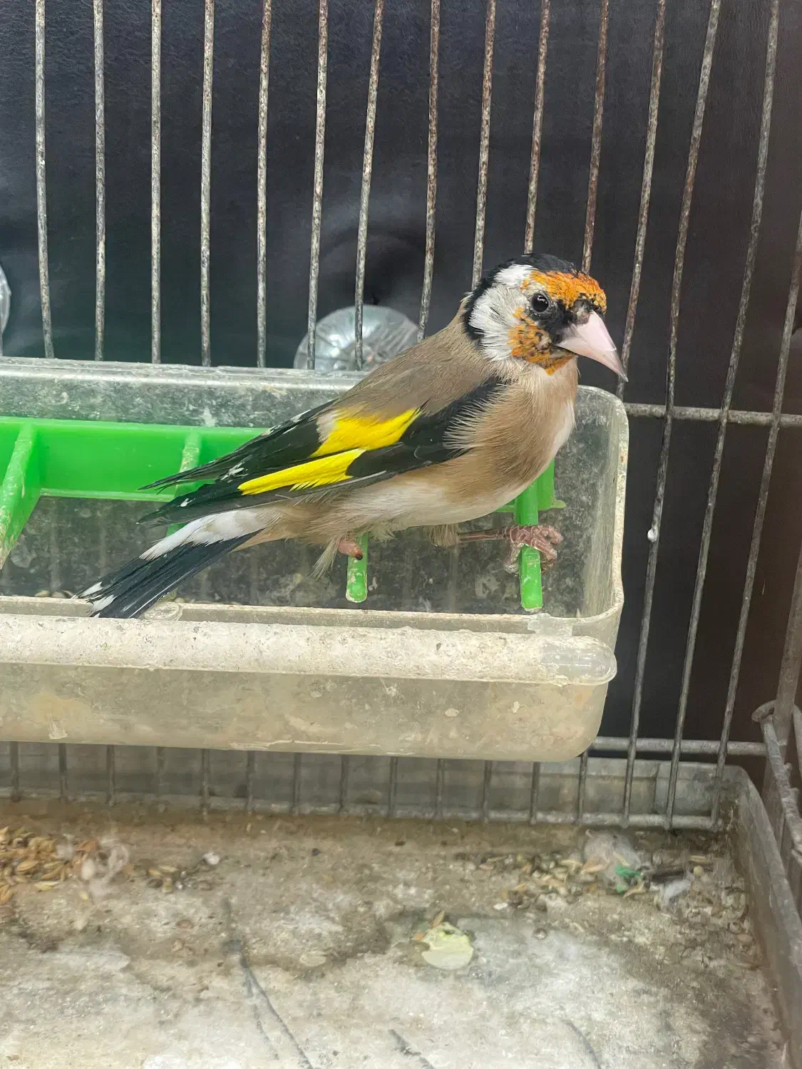 سهره نر جوجه قفس|پرنده|تهران, دولاب|دیوار