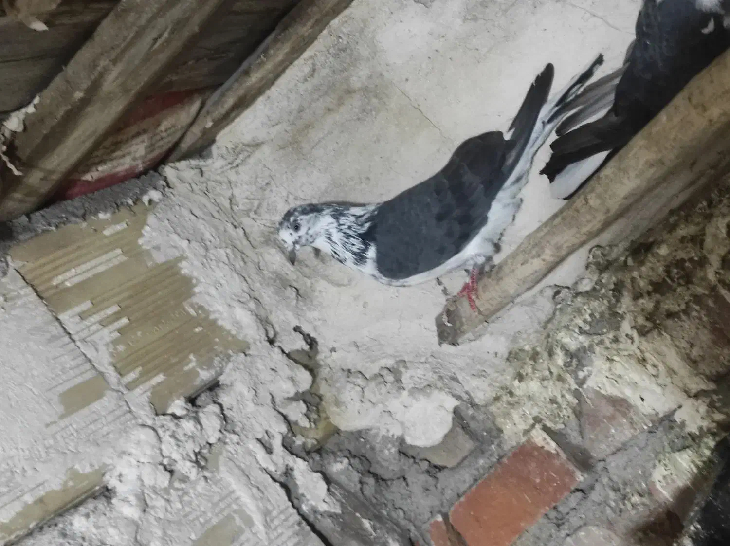 کبوتر|پرنده|تیکمه داش, |دیوار