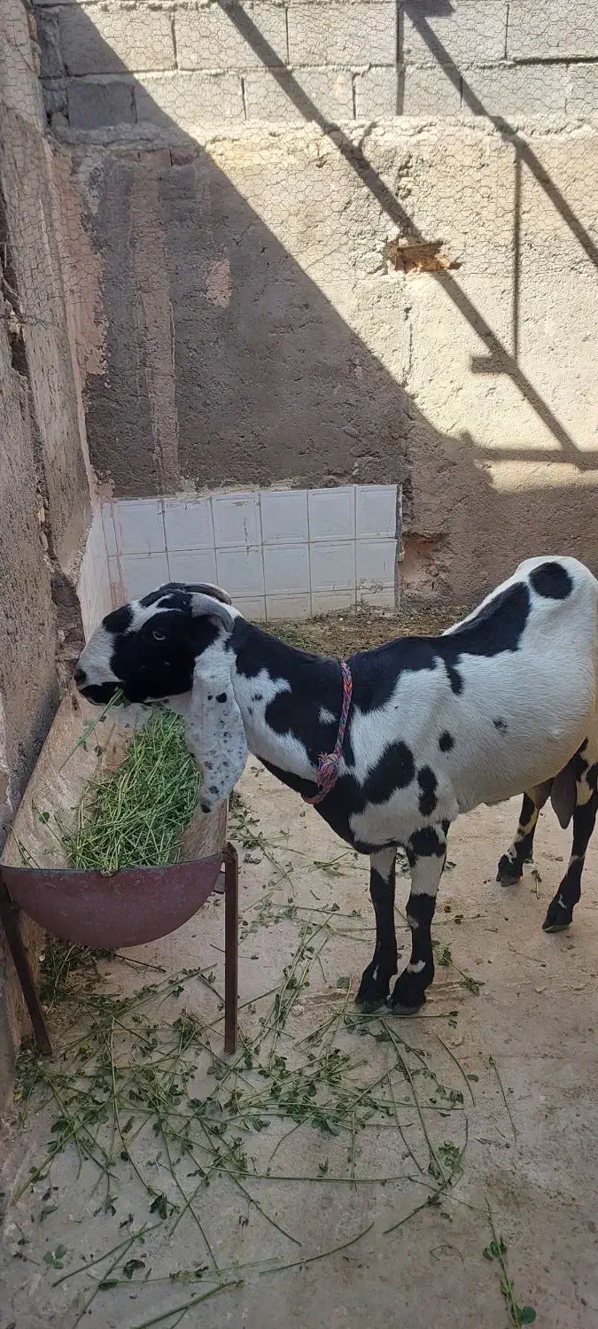 بز پنجاپ|حیوانات مزرعه|ایرانشهر, |دیوار