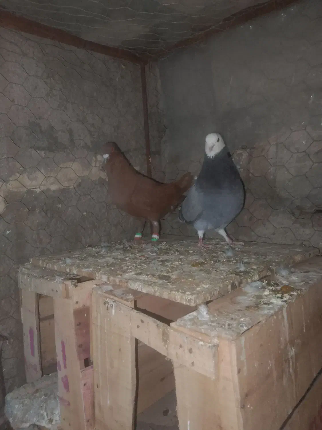 کبوتر|پرنده|بم, |دیوار