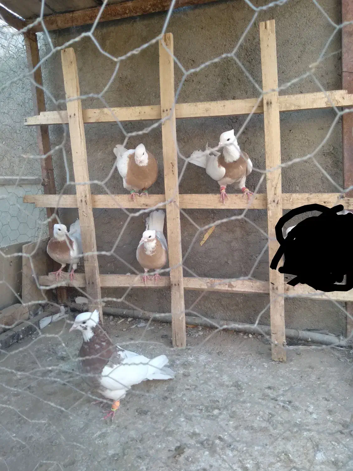 کبوتر طوقی|پرنده|قزوین, |دیوار