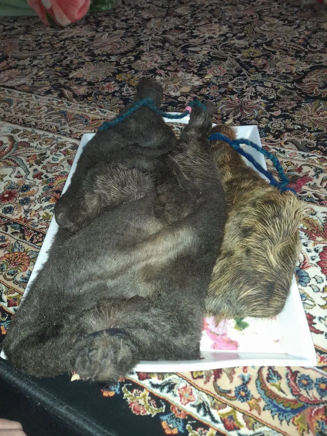 خیگ|گربه|یاسوج, |دیوار