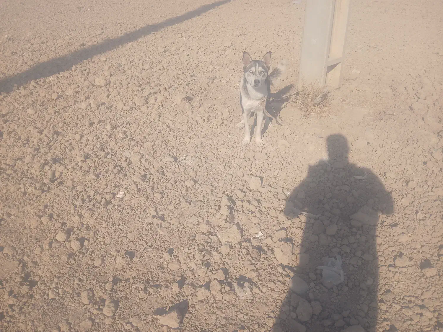 هاسکی|سگ|پیشوا, |دیوار