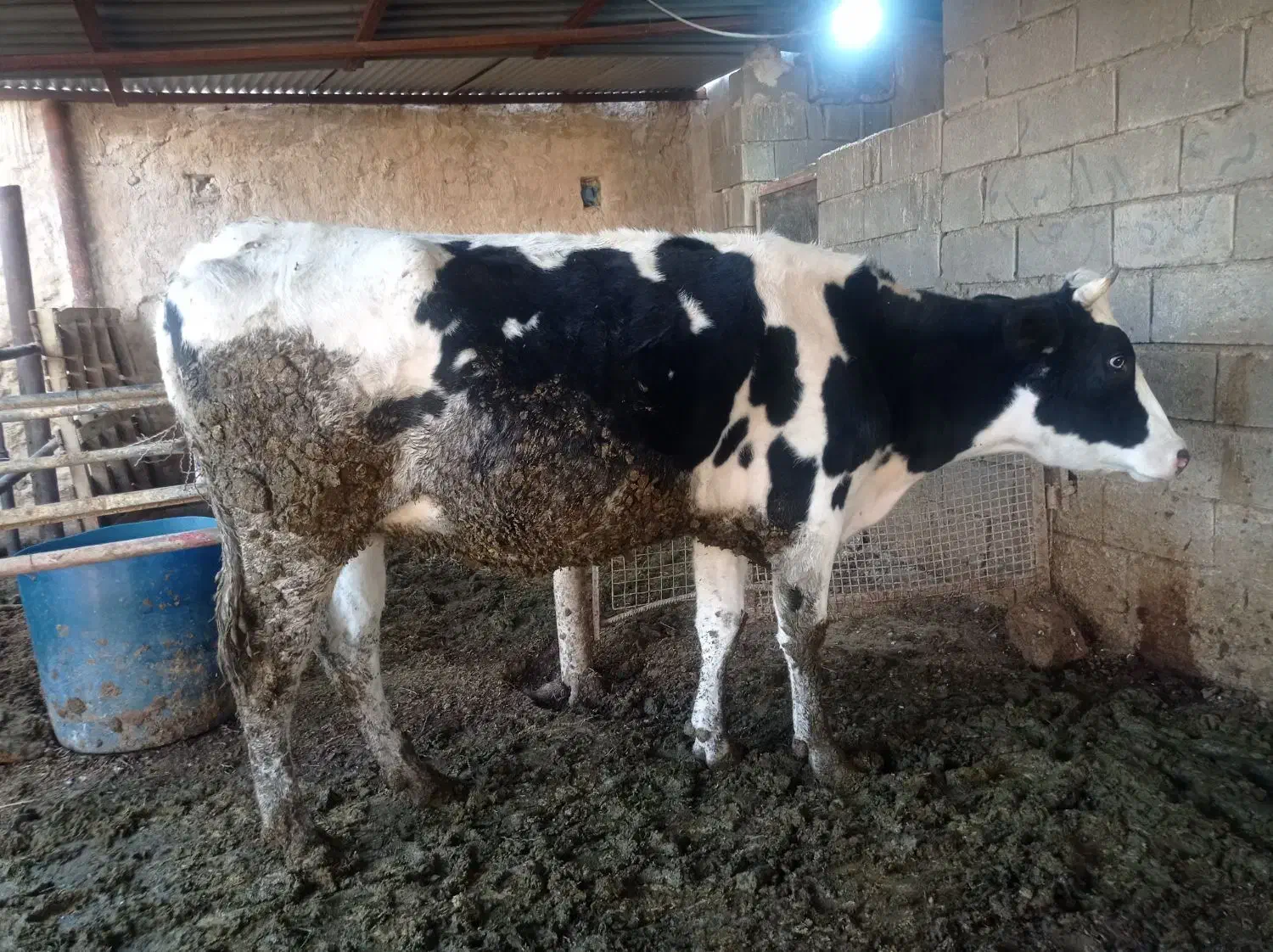 گاو ابستن 9ماه|حیوانات مزرعه|بهبهان, |دیوار