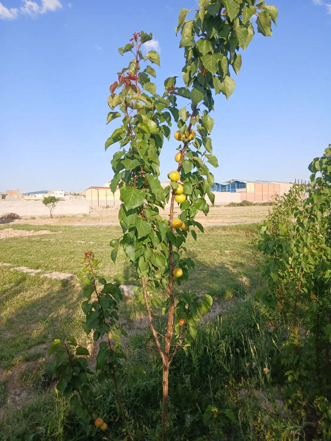 نهال فروشی مصباحی|گل و گیاه طبیعی|خسروشاه, |دیوار