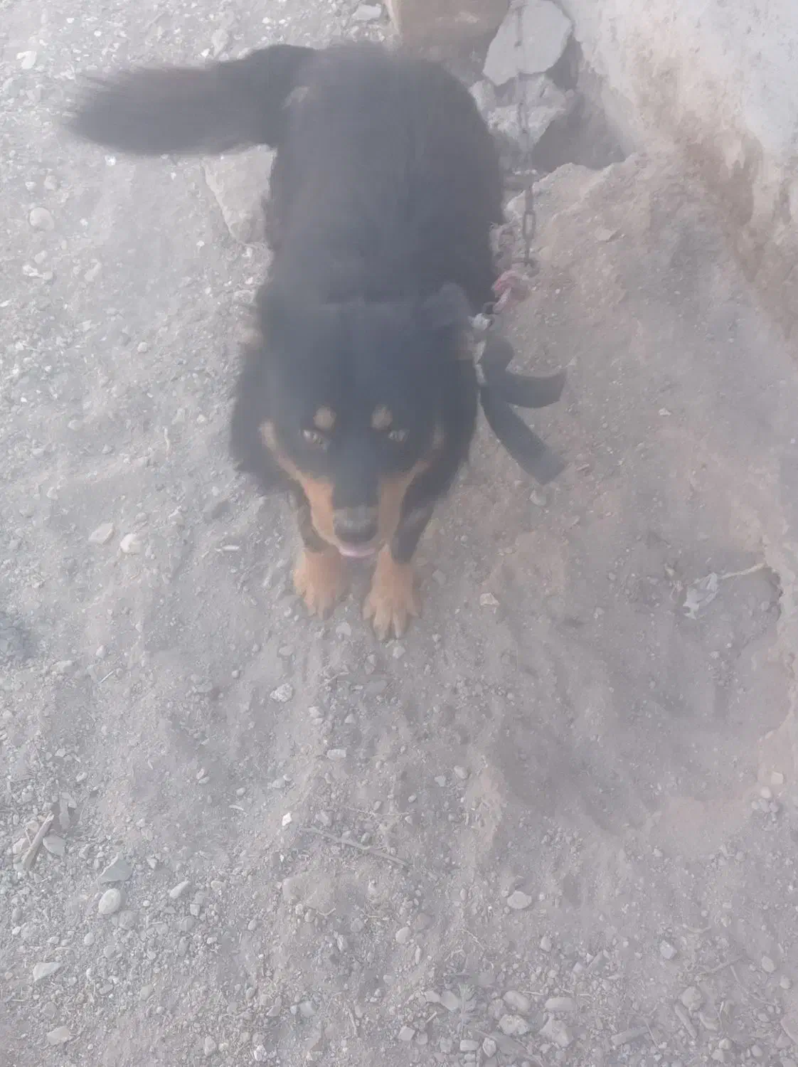 سگ ژرمن باهوش|سگ|ملکان, |دیوار