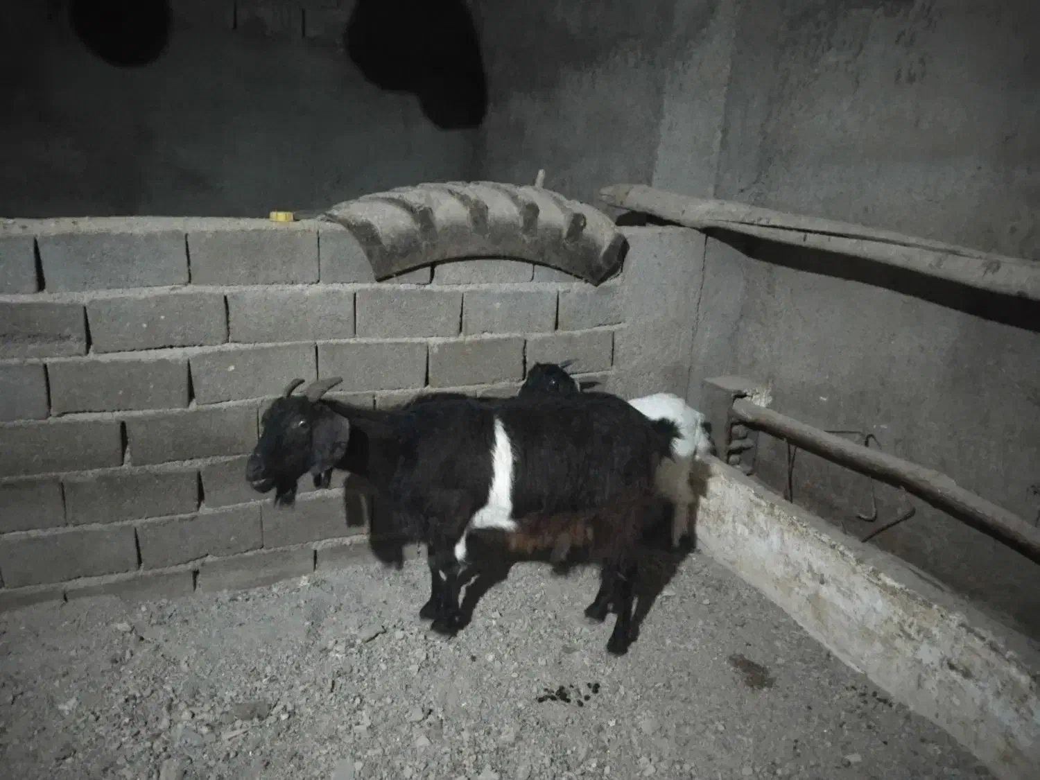 سلام خسته نباشید یک عددبزبزغاله|حیوانات مزرعه|شیروان (خراسان), |دیوار